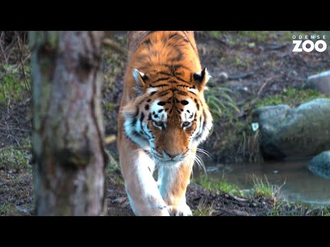 Video: Hvordan Tigre Trænes