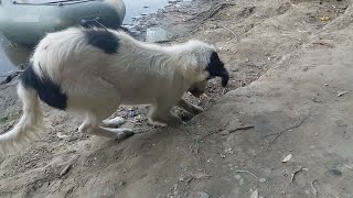 На рыбалке с собакой. Fishing with a dog.