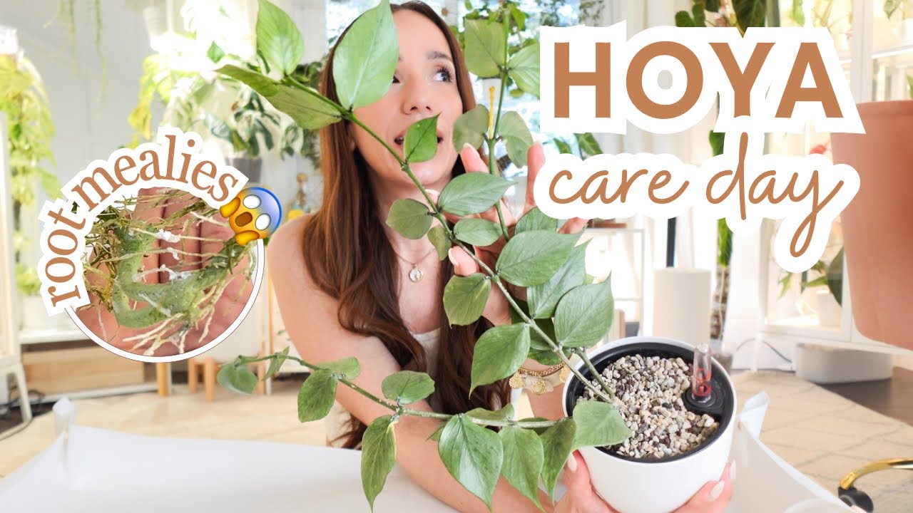 hoya care + propagation day! rooting, upsizing & treating root mealies 😱