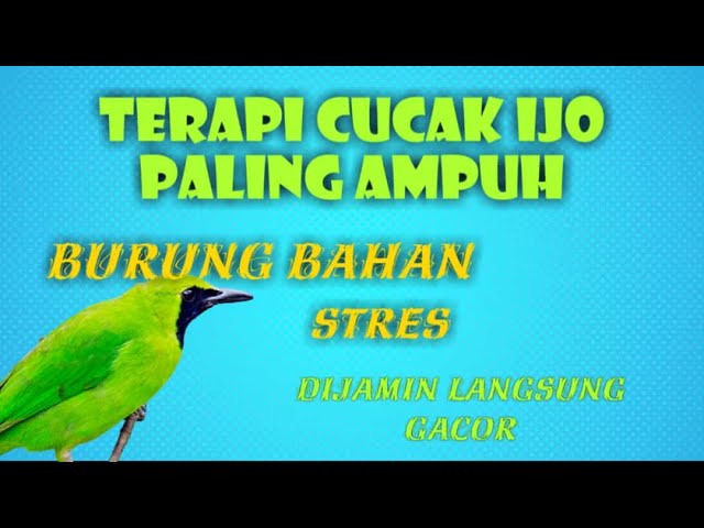 Terapi Semua Cucak Ijo stres macet bunyi Auto Gacor Bongkar Isian | GUDANG MASTERAN class=