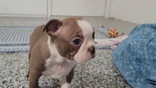 Boston Terrier Pup, Cute! by D G 1,257 views 3 months ago 30 seconds
