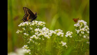 2025 Texas Leopold Conservation Award - Boggy Slough Conservation Area