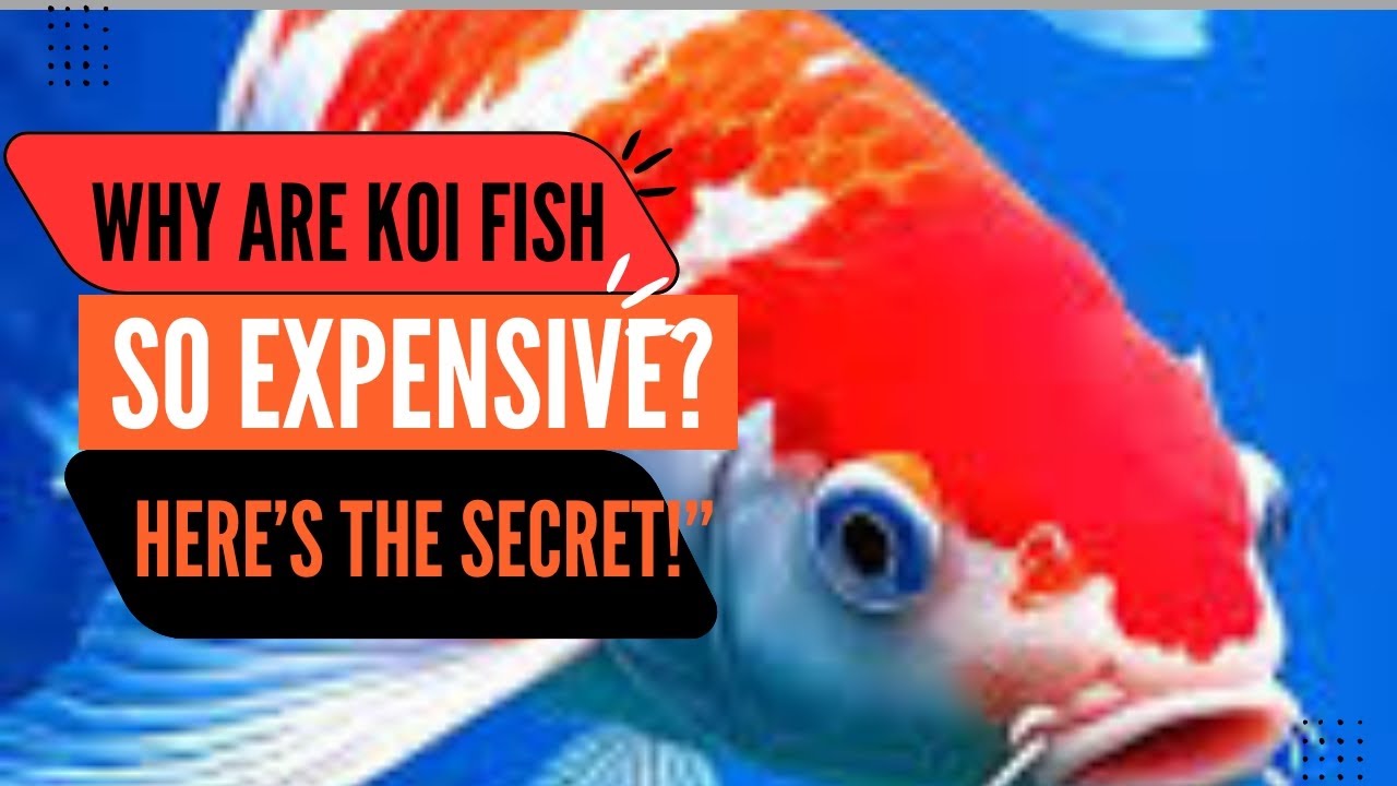 why-are-koi-fish-so-expensive-here-s-the-secret-youtube