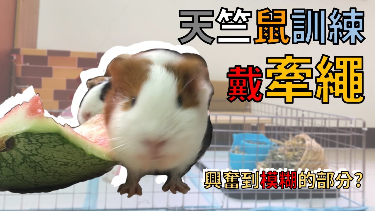 【Fatbe Diary】訓練天竺鼠穿牽繩~直接High起來~ Training the guinea pig wore the leash