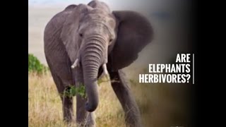 Are Elephants Herbivores?