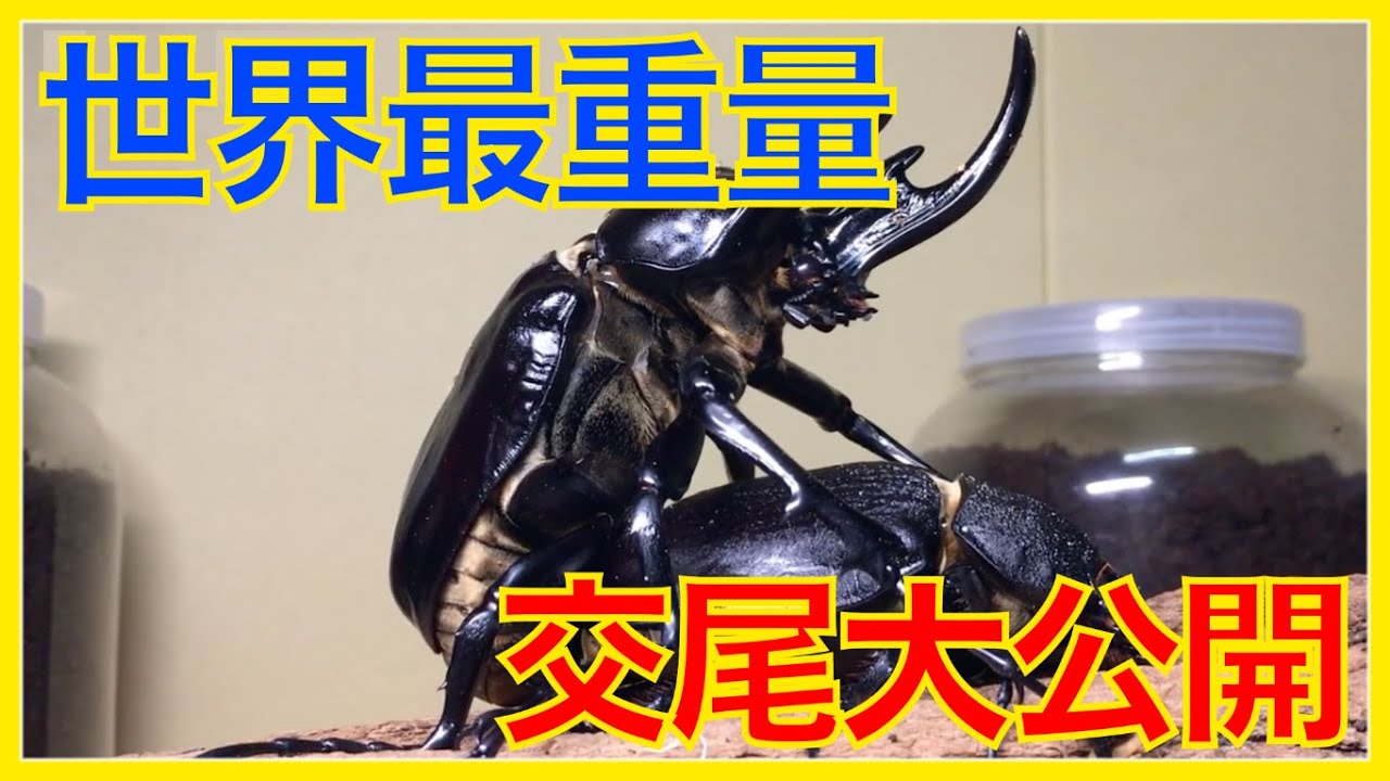 アクティオンゾウカブト（レックスゾウカブト）とは？飼育方法も