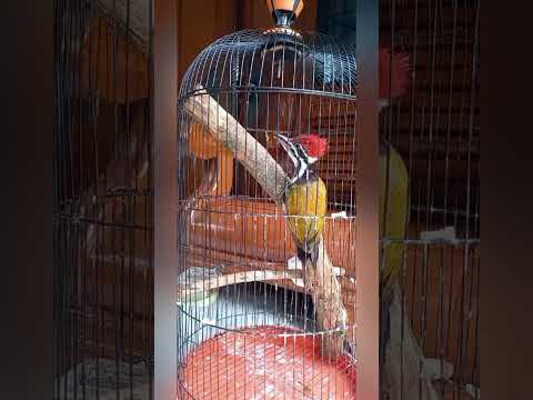 pelatuk beras pelatuk sampit gacor untuk masteran dan pancingan