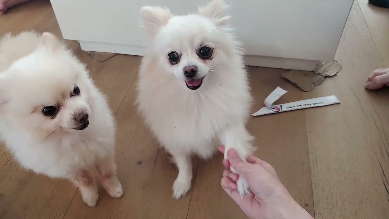 nabi the chicken won't sit ft. kkatamina, lilypichu and more