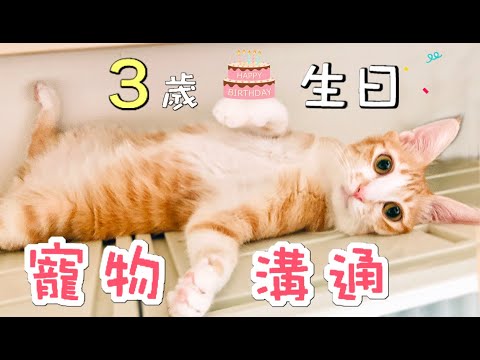 寵物溝通~Uni 三歲生日｜傲嬌爸的養貓日常