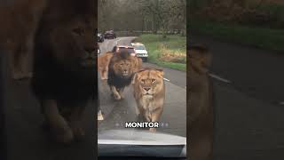Why Lions Want To Stay On The Vehicle  didyouknow top