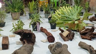 Lan rừng tam nguyên 20/5/26 bao síp LH 0334110946 mời cô chú đăng ký ủng hộ kênh