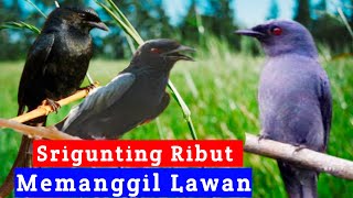 Suara pikat burung srigunting ribut || 100% audio pikat ampuh