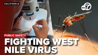 Shasta County crews work to stop West Nile-carrying mosquitoes
READ MORE: https://krcrtv.com/news/local/shasta-vector-district-races-to-curb-mosquitoes-inspecting-water-sites-and-setting-traps
As West Nile Virus cases continue to rise across California, with several reported in the North State, Shasta Mosquito and Vector Control District technicians are working to reduce mosquito populations before they can spread disease.
#california #westnile #mosquito #publicsafety #awareness
Stay up to date with our social media:
Facebook: https://www.facebook.com/KRCR7
Twitter: https://twitter.com/KRCR7
Instagram: https://www.instagram.com/krcrnews/
Subscribe: https://www.youtube.com/@krcrnewschannel7
KRCR is a Redding-based station and a KCVU/KAEF affiliate owned and operated by Sinclair Broadcast Group. Sinclair Broadcast Group is one of the largest and most diversified broadcasting companies in the country today. Sinclair owns and operates, programs or provides sales services to 163 television stations in 77 markets, after pending transactions. Sinclair’s television group reaches approximately 38.7% of US television households and includes FOX, ABC, MyTV, CW, CBS, NBC, Univision, and Azteca affiliates. Shasta County crews work to stop West Nile-carrying mosquitoes