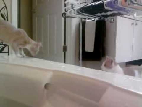 Lexxxis Crazy Kitty Lexxxis Crazy Kitty