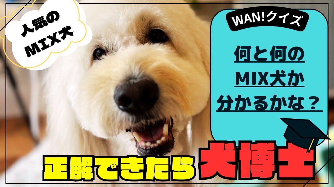 【大人気】ミックス犬集合！いくつ当てられるかな？WAN!ちゅーばーと勝負！！