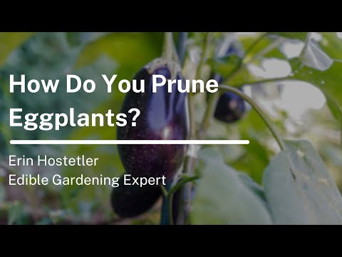 How Do You Prune Eggplants?