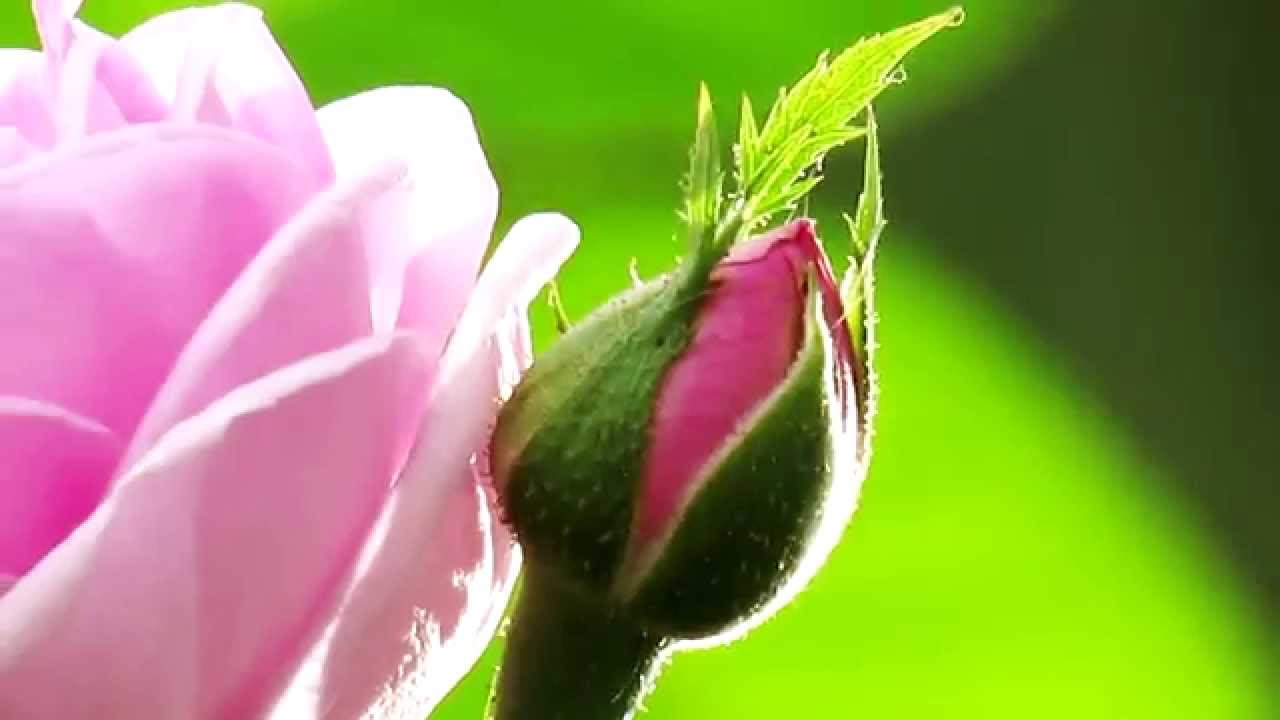 Relaxing Nature Beauty Video HD 1080p - YouTube