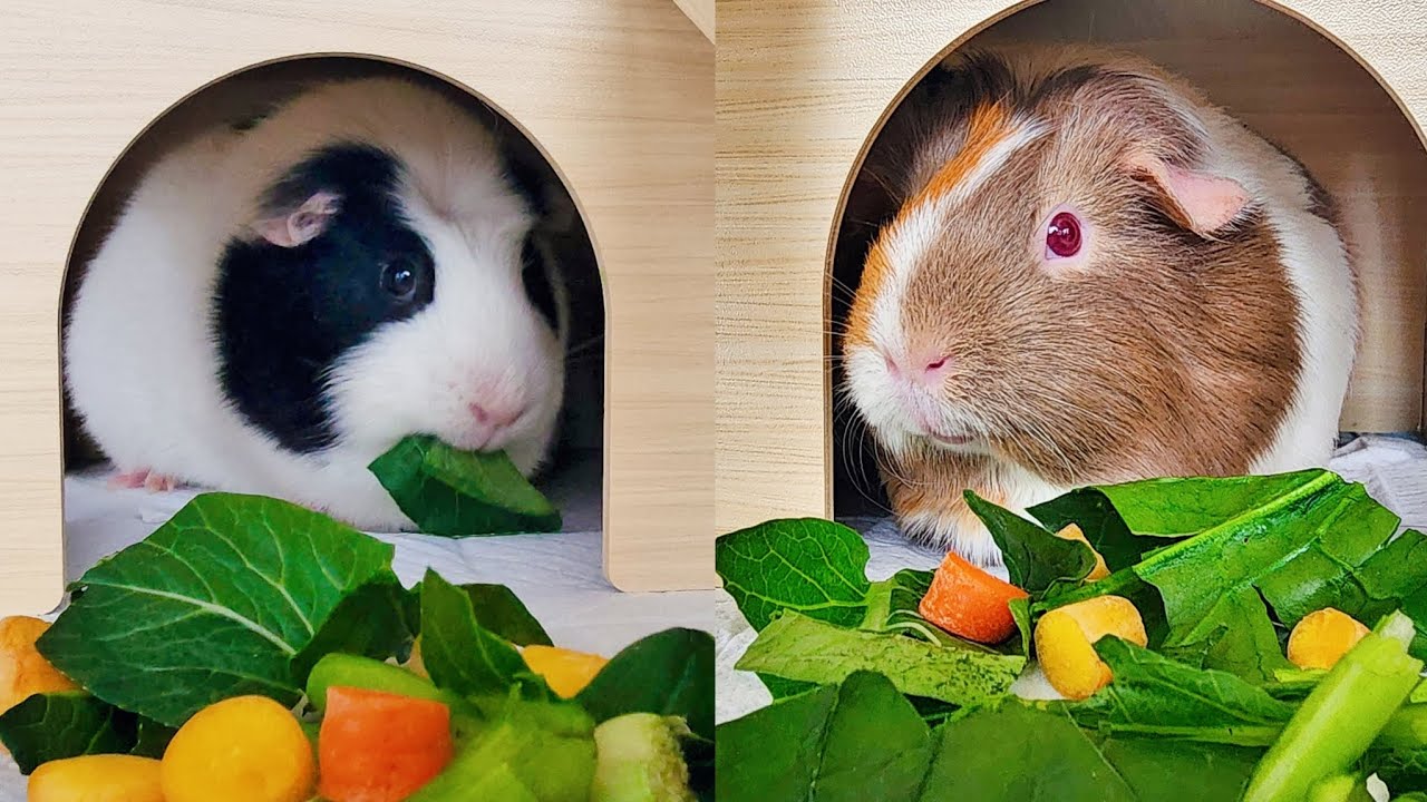 Happy guniea pigs Milky&CoCo's eating sound ASMR calming relaxing soothing with new hideout review