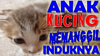 suara anak kucing memanggil induknya-kitten calling its mother