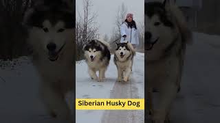 Siberian Husky Dog  Some Facts  Health  Power #usadogs #today #viralvideo