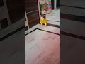 मम्मी बुलाए और बेबी न आए! 😄👶#shortsviral #shortvideo #maa#maakapyar