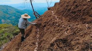 Planting Ginger In The Mountain Of Philippines