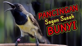 PANCINGAN SOGON GACOR || SUARA BURUNG SOGON GACOR BIKIN EMOSI SOGON PASTI RESPON#17