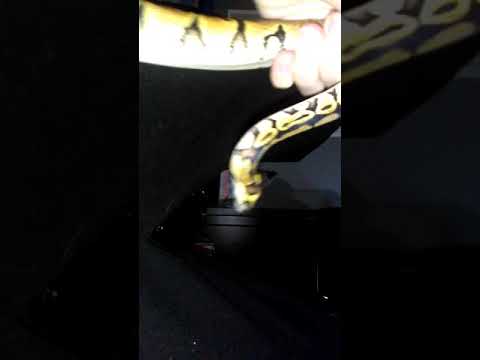 Cute female pastel B-Python