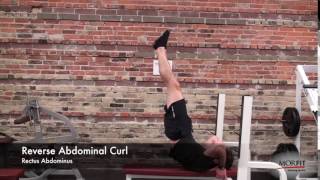 Reverse Ab Curl