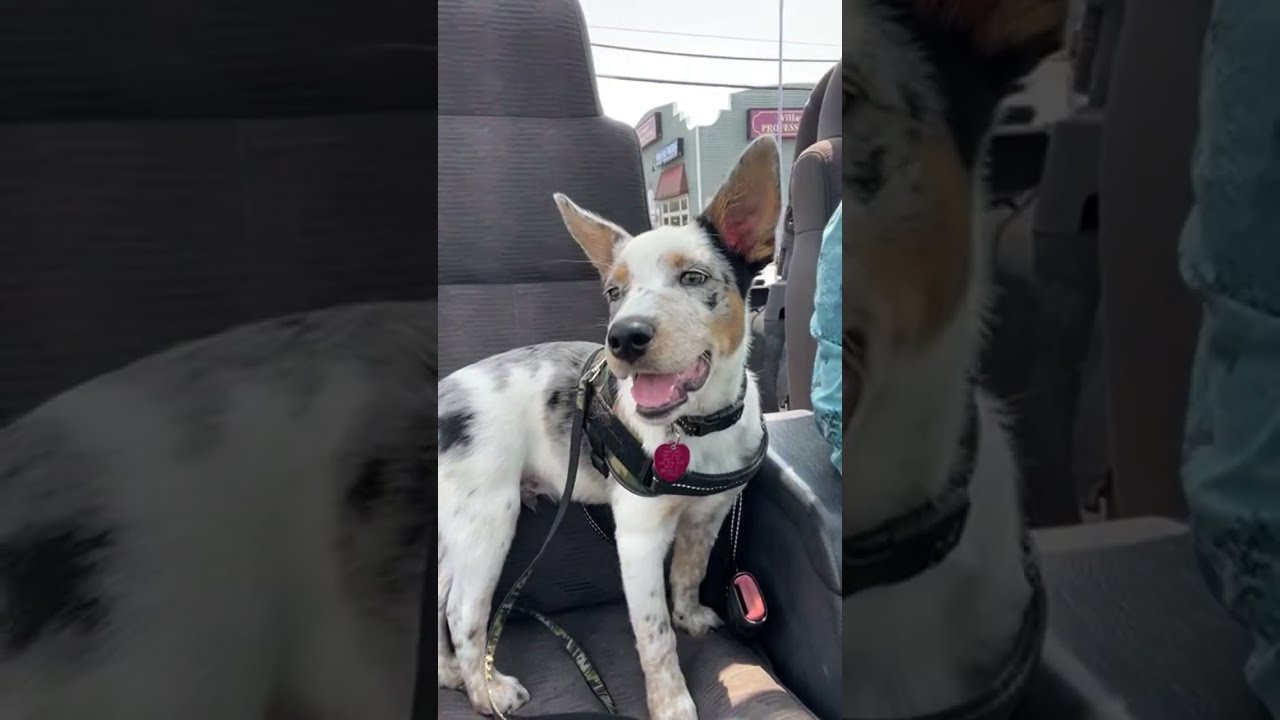Friday half day Jeep ride home with Bo! #YankeeFree #LiveStream #puppy #dog #texasheeler