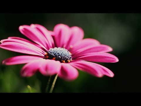 Шикарный Шансон для души 2017 Новинка песни шансона
