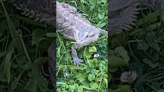 RAIN COULDN’T STOP THE DRAGON QUEEN! ⚡🐉☀️”