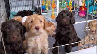 Australian Labradoodle Puppies