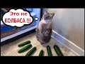 Приколы с котами! Смешные коты!!! С ОЗВУЧКОЙ! Самые смешные животные