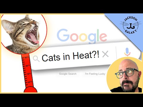 Video: What Are The Signs Of A Cat's First Estrus?