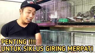 HOW TO OVERCOME PIGEONS NOT WILLING TO INCUBATE EGGS @ALDP_CRB