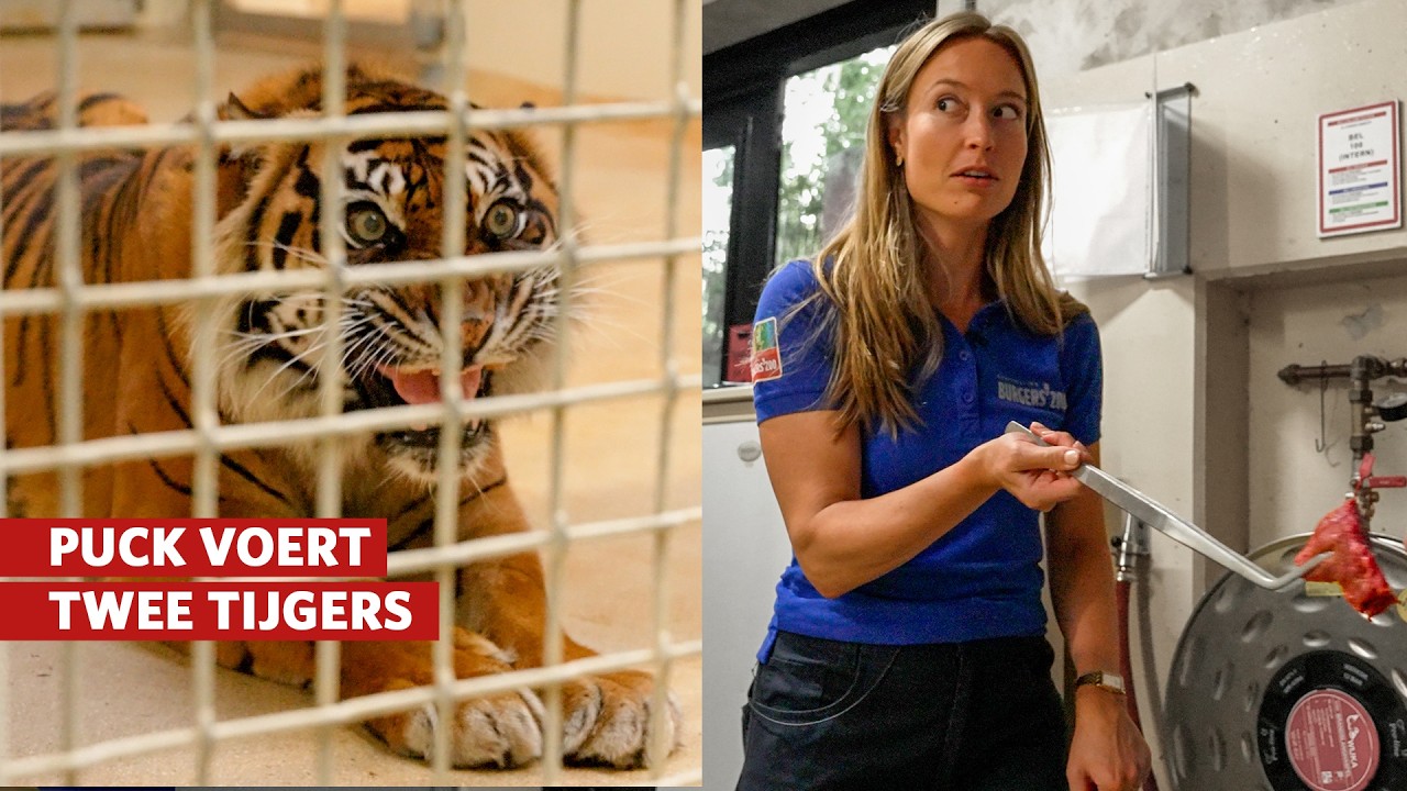 Zo spannend is werken met tijgers! 😱 (Deel 1/2) | Burgers' Zoo achter de schermen