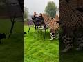 🐆Leopard Invades Backyard! House Cats🐈are NOT Happy 🐆ヒョウが裏庭に侵入！家の猫🐈たちはご機嫌ナナメ🐆표범이 뒷마당에 침입!집 고양이들🐈불만족