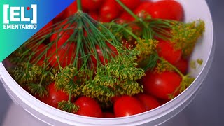 Квашенные помидоры на зиму🍅 Самые вкусные помидоры🌿 Проверенный рецепт🍅