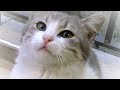 名前を読んだら走って甘えに来る猫 猛ダッシュもありで癒されますよ