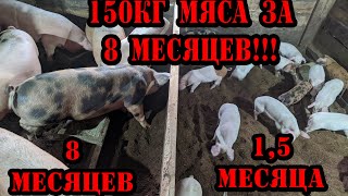 Как нужно кормить свиней /Максимальный прирост в минимальные сроки!