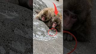 Baby Punch Challenges Momi-chan to a Wrestling Match #punch #monkey #punchmonkey #shorts