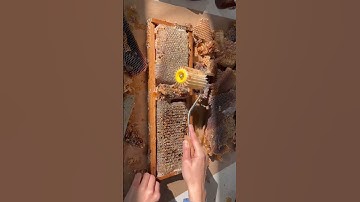 Uncapping honeycomb