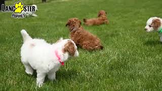 Bouncy Mini Goldendoodle Puppies by Lancaster Puppies 52 views 3 days ago 1 minute, 2 seconds