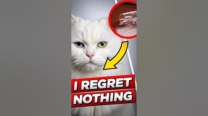 Accident... or Crime? you judge 👀 #shorts #pashacat #pets #cat #ai #catlife #usa