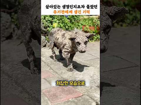 살아있는 생명인지초자 몰랐던 유기견에게 생긴 기적 #동물구조 #유기견 #동물
