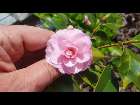 Wideo: Kamelia Japońska (28 Zdjęć): Pielęgnacja Rośliny Doniczkowej Japonica Z Podwójnymi Kwiatami W Domu, Sadzenie Nasion I Uprawa