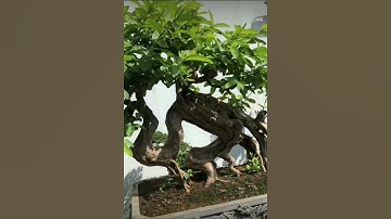 Chia sẻ tác phẩm ổi bonsai dáng độc đáo rất nghệ thuật vườn anh Tâm Bonsai ĐT:0988.617.030 #shorts