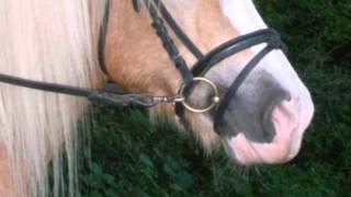 Haflinger 7 Bis 9 Jahre In Wipperfürth