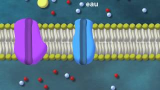 Channel-facilitated diffusion
